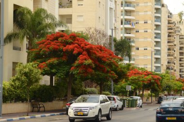 İsrail Tel Aviv 6 Haziran 2023 bir yerleşim bölgesinin caddeleri. Modern apartmanlar, çiçek açan ağaçlar..