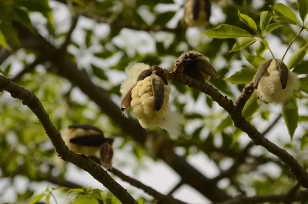 Bombax Ceiba and seeds . Cotton tree. Cotton box, ripe fruits.