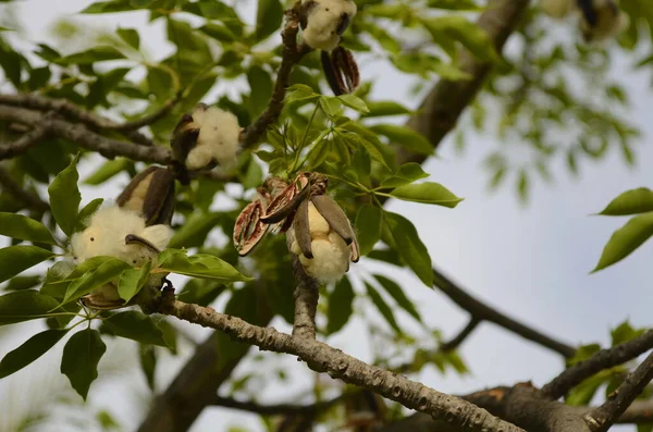 Bombax Ceiba and seeds . Cotton tree. Cotton box, ripe fruits.
