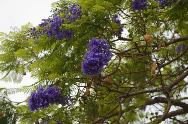 Blommande Jacarandaträd Israel Sommar — Stockfoto