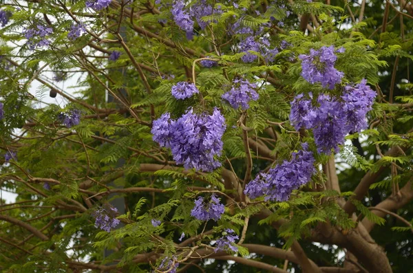 Blühender Jacaranda Baum Israel Sommer — Stockfoto