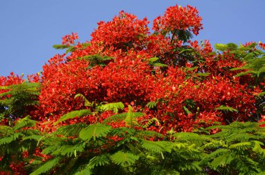 Gösterişli arvore ağacı. Kraliyet Gulmohar 'ı çiçek açtı. Delonix Regia çiçeği. Panikle kraliyet puantiyesi ağacı ve alev ağacı ya da tavus kuşu parkta açan kırmızı ağaç
