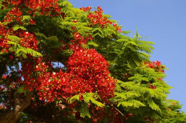 Gösterişli arvore ağacı. Kraliyet Gulmohar 'ı çiçek açtı. Delonix Regia çiçeği. Panikle kraliyet puantiyesi ağacı ve alev ağacı ya da tavus kuşu parkta açan kırmızı ağaç