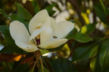 Magnolia grandiflora. Evegreen Magnolia, Bull Bay, Laurel Magnolia ve Loblolly. Büyük beyaz çiçekli ağaç.