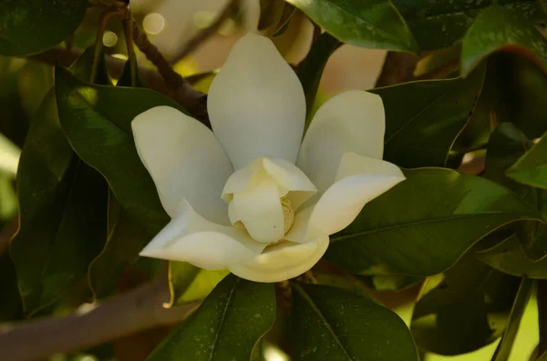 Magnolia Grandiflora Evegreen Magnolia Bull Bay Laurel Magnolia Und Loblolly — Stockfoto