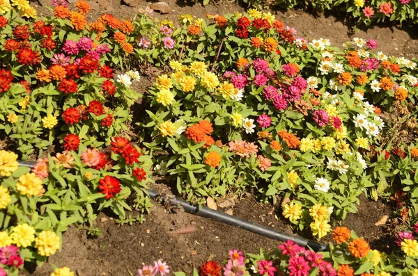 Zinnia Profusion Izraelský Zavlažovací Systém Pěstování Květin Poušti — Stock fotografie