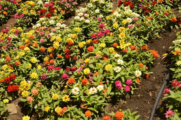 Zinnia Profüzyon Srail Sulama Sistemi Çölde Büyüyen Çiçekler — Stok fotoğraf