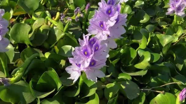 水仙花 Eichhrnia Crssipes 在池塘里 湖中长满了紫色的花 — 图库视频影像