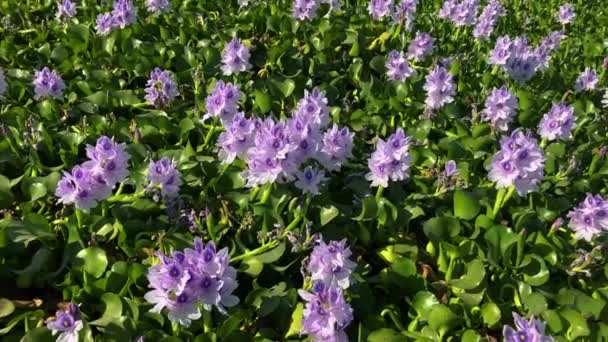 Flores Jacinto Agua Eichhrnia Crssipes Estanque Lago Está Cubierto Flores — Vídeo de stock