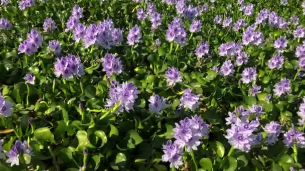 Квіти Водяного Гіацинта Eichhrnia Crssipe Ставку Озеро Заросло Фіолетовими Квітами — стокове відео