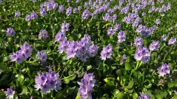 Woda Hiacynt Kwiaty Eichhrnia Crssipes Stawie Jezioro Jest Porośnięte Purpurowe — Wideo stockowe