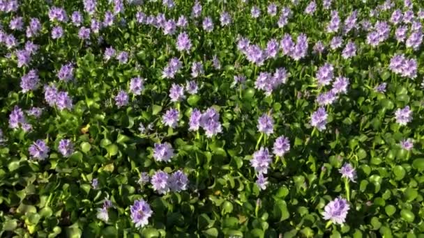 Flores Jacinto Agua Eichhrnia Crssipes Estanque Lago Está Cubierto Flores — Vídeo de stock