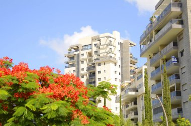 Modern yerleşim alanı. Yeni binanın yakınında çiçek açan ağaçlar. Lüks gayrimenkul. Bir daireye yatırım. Rahat balkonlar ve çiçek açan Royal Poinciana.