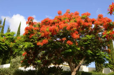 Royal Poinciana (Delonix regia), ayrıca gösterişli ağaç ya da tavus kuşu ağacı olarak da bilinir.