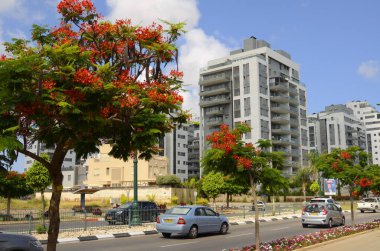 İsrail. Rishon Le Zion 18 Haziran 2023. Çiçekli sokaklar, modern yerleşim alanları. Sokakta ateş ağacı. Gayrimenkul yatırımları