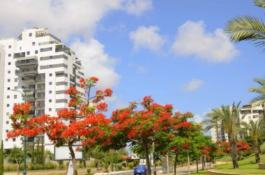 İsrail. Rishon Le Zion 18 Haziran 2023. Çiçekli sokaklar, modern yerleşim alanları. Sokakta ateş ağacı. Gayrimenkul yatırımları