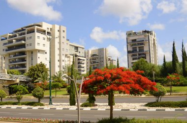 İsrail. Rishon Le Zion 18 Haziran 2023. Çiçekli sokaklar, modern yerleşim alanları. Sokakta ateş ağacı. Gayrimenkul yatırımları