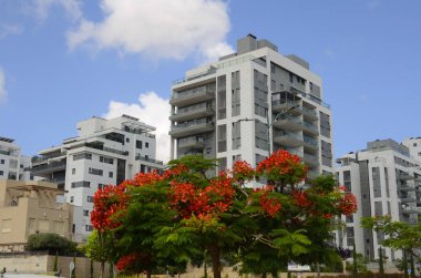 Modern yerleşim alanı. Yeni binanın yakınında çiçek açan ağaçlar. Lüks gayrimenkul. Bir daireye yatırım. Rahat balkonlar ve çiçek açan Royal Poinciana.