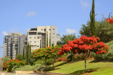 Modern yerleşim alanı. Yeni binanın yakınında çiçek açan ağaçlar. Lüks gayrimenkul. Bir daireye yatırım. Rahat balkonlar ve çiçek açan Royal Poinciana.