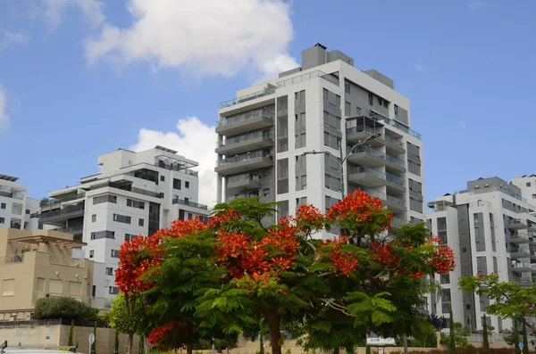 stock image Modern residential area. Flowering trees near the new building. Luxury real estate. Investment in an apartment. Comfortable balconies and blooming Royal poinciana