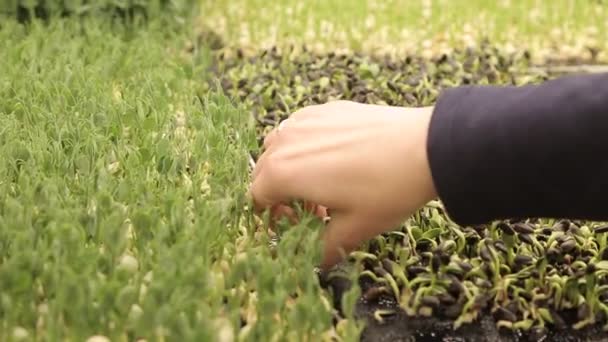 Pequeña Empresa Manos Levantando Hierbas Orgánicas Microgreen Verde Vegetal Joven — Vídeos de Stock