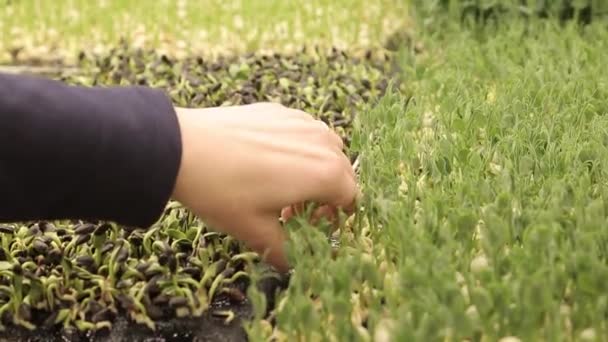 Різні Типи Мікрозелень Крупним Планом Проростки Насіння Зелені Спайс Приправа — стокове відео