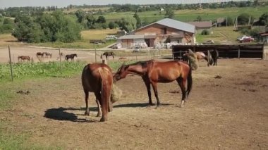 At çiftliği. Safkan atlar kuru saman yer, kırsal tarım arazisi manzarası. Çiftlikteki güzel yarış atları. Ahırdan At Yiyen Yemci Hay Ahırda Asılı