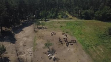 Atlar arazide koşuyor. Bir İHA 'nın hava görüntüsü. Safkan yarış atı üst görüntüsü. Koşuyorum..