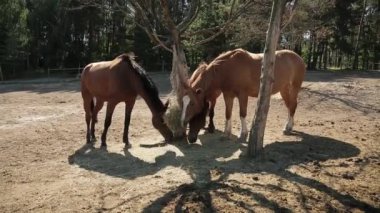 At çiftliği. Safkan atlar kuru saman yer, kırsal tarım arazisi manzarası. Çiftlikteki güzel yarış atları. Ahırdan At Yiyen Yemci Hay Ahırda Asılı
