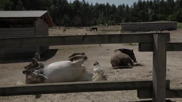 Los Caballos Rancho Comen Paja Granja Caballos Carreras — Vídeo de stock