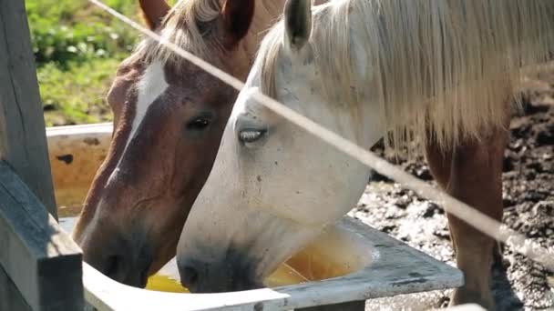 Cavalli Del Ranch Mangiano Paglia Allevamento Cavalli Corsa — Video Stock