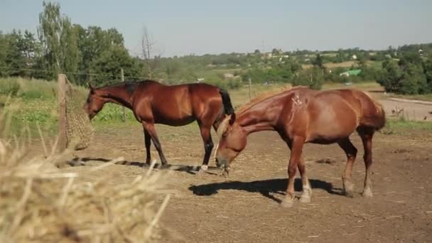 Άλογα Στο Ράντσο Τρώνε Άχυρο Εκμετάλλευση Αλόγων — Αρχείο Βίντεο