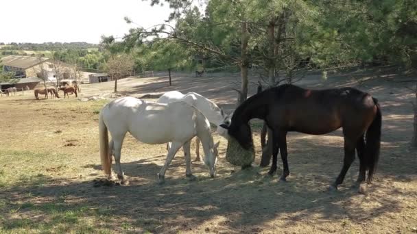Horse Ranch Thoroughbred Horses Eat Dry Hay Rural Farmland Scenery — Stock Video
