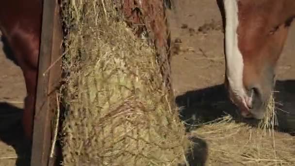 Horse Ranch Vollblutpferde Fressen Trockenes Heu Ländliches Ackerland Schöne Rennpferde — Stockvideo