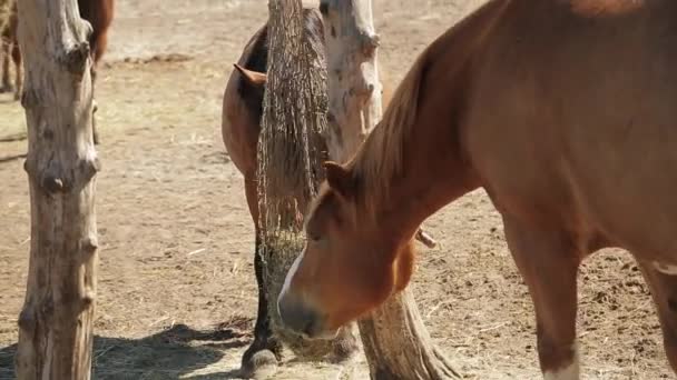 Ράντσο Αλόγων Καθαρόαιμα Άλογα Τρώνε Ξηρό Σανό Αγροτικό Τοπίο Όμορφα — Αρχείο Βίντεο