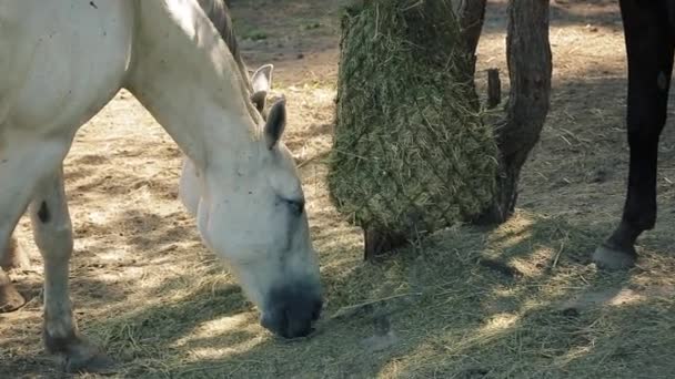 Końskie Ranczo Konie Czystej Krwi Jedzą Suche Siano Wiejskie Krajobrazy — Wideo stockowe