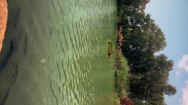 Gölette beslenen büyük bir yayın balığı sürüsü. Büyük yayın balığı su altında.