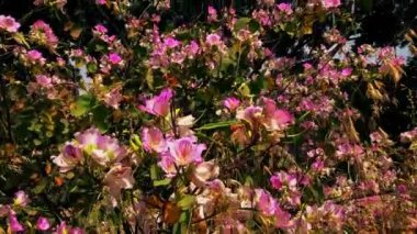 Yeşil arka planda pembe Bauhinia çiçekleri. Hong Kong Orkide Ağacı