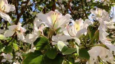Yeşil arka planda pembe Bauhinia çiçekleri. Hong Kong Orkide Ağacı