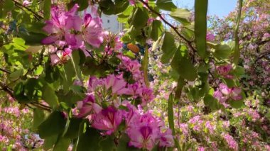 Yeşil arka planda pembe Bauhinia çiçekleri. Hong Kong Orkide Ağacı