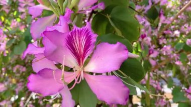Yeşil arka planda pembe Bauhinia çiçekleri. Hong Kong Orkide Ağacı
