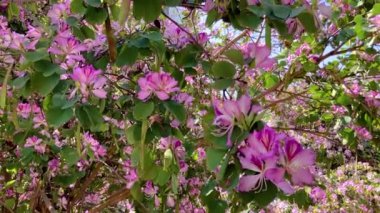 Yeşil arka planda pembe Bauhinia çiçekleri. Hong Kong Orkide Ağacı