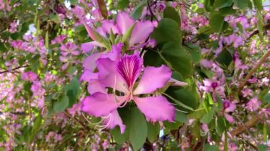Yeşil arka planda pembe Bauhinia çiçekleri. Hong Kong Orkide Ağacı