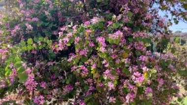 Yeşil arka planda pembe Bauhinia çiçekleri. Hong Kong Orkide Ağacı