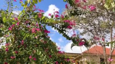 Yeşil arka planda pembe Bauhinia çiçekleri. Hong Kong Orkide Ağacı
