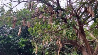 Sosis Ağacı Kigelia Pinnata meyveleri. Kigelia africana