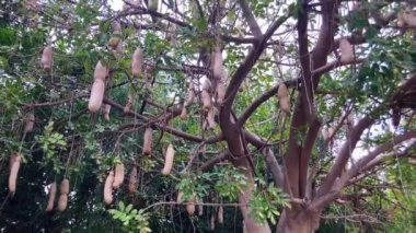 Sosis Ağacı Kigelia Pinnata meyveleri. Kigelia africana