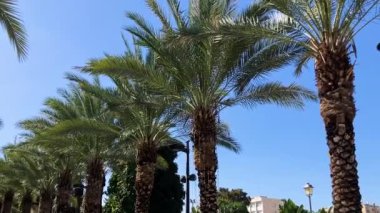 Rishon LeZion. 2 Mart 2024 İsrail. Şehir Parkı. Maurik tarzında güzel palmiye ağaçları ve çeşmeler. Gan Iriya rahat gölgeli bir sokak, yakın hurma ağaçları. Rishon 'u seviyorum.