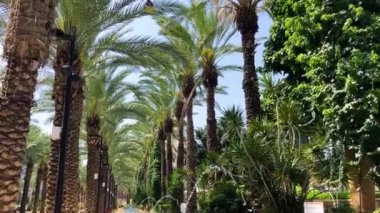 Rishon LeZion. 2 Mart 2024 İsrail. Şehir Parkı. Maurik tarzında güzel palmiye ağaçları ve çeşmeler. Gan Iriya rahat gölgeli bir sokak, yakın hurma ağaçları. Rishon 'u seviyorum.