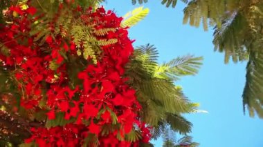 Gösterişli arvore ağacı. Kraliyet Gulmohar 'ı çiçek açtı. Delonix Regia çiçeği. Panikle kraliyet puantiyesi ağacı ve alev ağacı ya da tavus kuşu açan kırmızı ağaç 